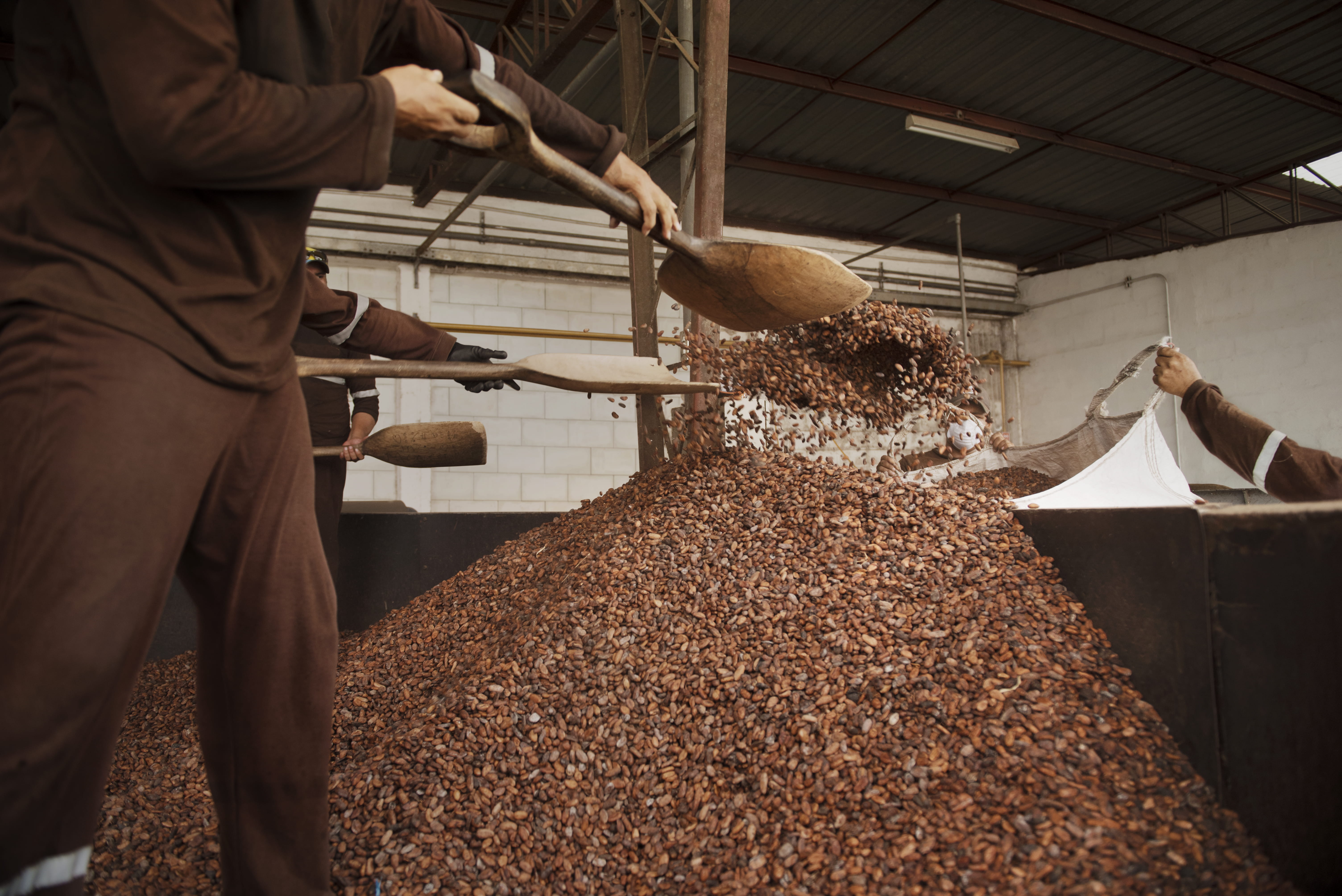 Three workers in brown uniforms using large wooden shovels to move a pile of brown cocoa beans inside a processing facility.
